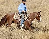 kid-safe-quarter-horse