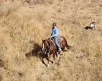 ranch-quarter-horse