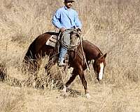 ranch-versatility-quarter-horse