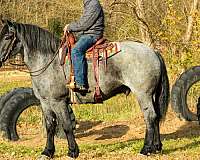 experienced-quarter-horse