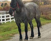 ranch-quarter-horse