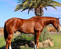 chestnut-blaze-horse