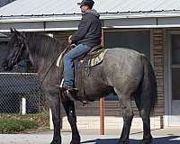 ranch-work-quarter-horse