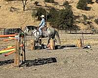 beginner-quarter-horse