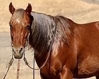 beginner-safe-quarter-horse