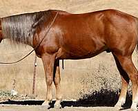 chestnut-star-horse