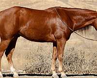 quarter-horse