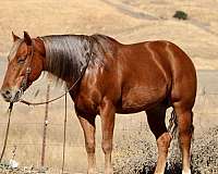 ranch-work-quarter-horse