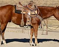 beginner-quarter-horse