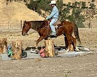 husband-safe-quarter-horse