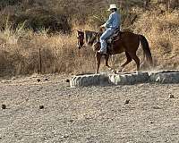 ranch-quarter-horse