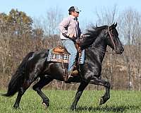 cheyenne-quarter-pony