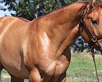 all-quarter-horse