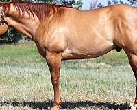 apha-quarter-horse