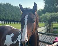 tobiano-filly-warmblood-horse