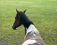 tobiano-warmblood-filly