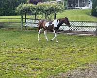 american-warmblood-filly