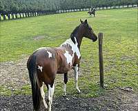 tobiano-warmblood-horse