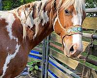 chestnut-overo-paint-horse