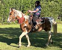 barrel-quarter-horse