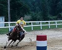 barrel-racing-quarter-horse