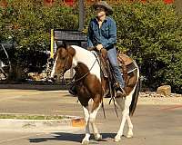 barrel-racing-quarter-horse