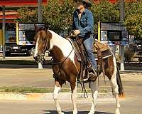 ranch-versatility-quarter-horse