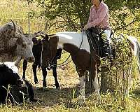 ranch-work-quarter-horse