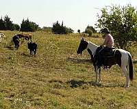 roping-quarter-horse