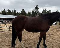 mustang-rocky-mountain