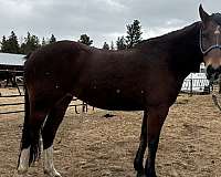 mustang-rocky-mountain-horse-for-sale