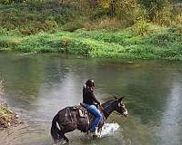 trail-riding-mule