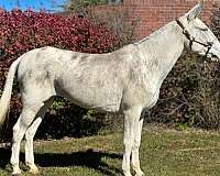 sabino-mule-gelding