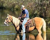 missouri-fox-trotter-horse