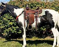 tobiano-black-white-spotted-horse