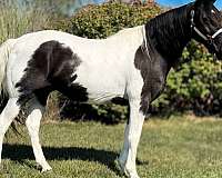 missouri-fox-trotter-horse