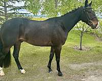 beginner-gelding