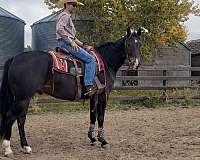 show-gelding