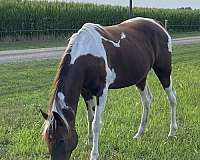 amazing-tennessee-walking-horse