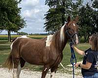 beautiful-mare-tennessee-walking-horse