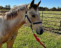 quarter-horse-weanling