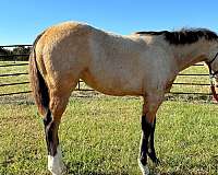 quarter-horse-for-sale