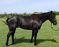 heeling-prospect-quarter-horse