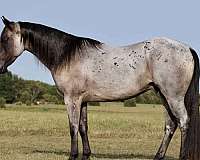 athletic-quarter-horse