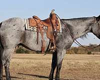 barrel-quarter-horse