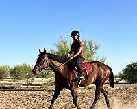 bay-quarter-horse-mare