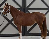 chestnut-experienced-youth-horse