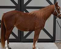 chestnut-welsh-pony-mare