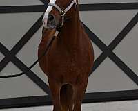 chestnut-mare-for-sale