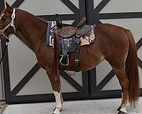 chestnut-welsh-pony-for-sale